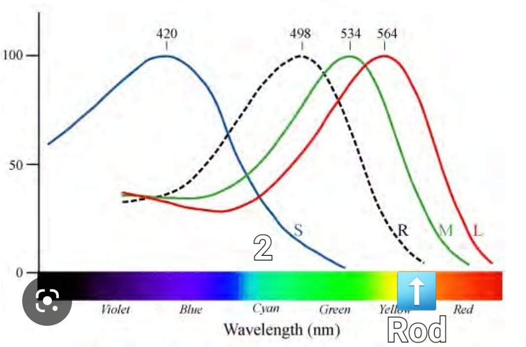 Interestingly, while many species only possess two cones, there are two exceptional species within the realm of freshwater fish that possess four cones. For this discussion, let's focus on the intriguing subspecies known as Walleye.