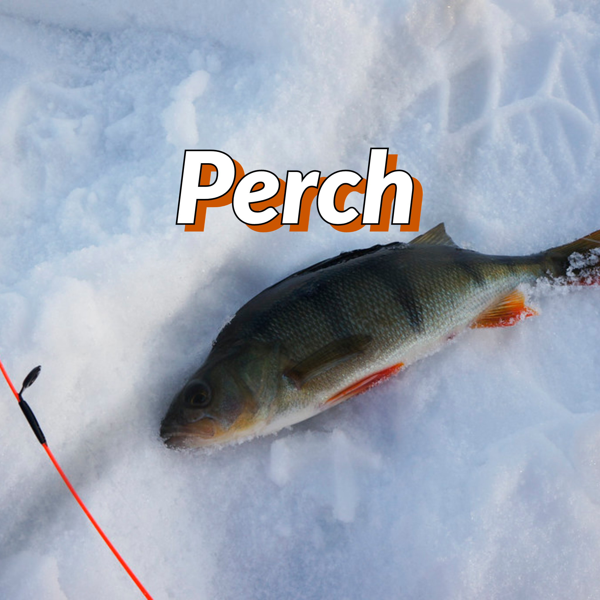 Perch – Mane Lures